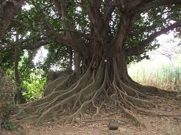 arbre vie